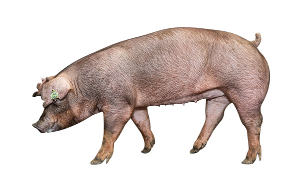 欧宝软件:AI财经速递｜立华股份：6月肉猪销量环比下降1676%出售的收益环比减少825%